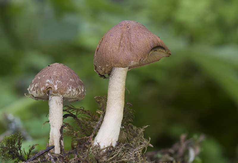 Psathyrella pertinax